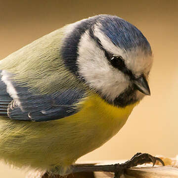 themenwelt titel wildvogel 360x360